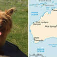 Dog Decides To Hitchhike Across Australia All By Himself