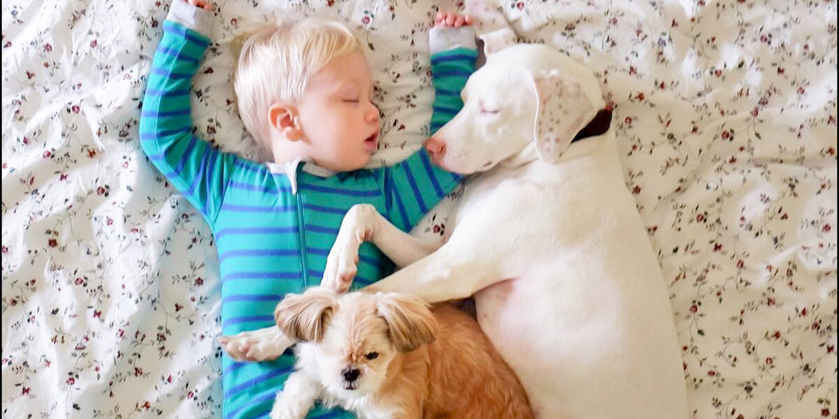 Rescue Dog And Her Little Boy Keep Each Other Safe - Videos - The Dodo