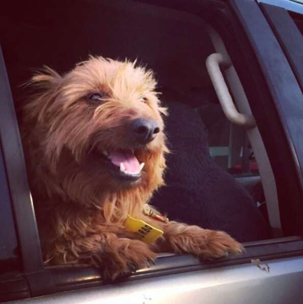 Rusty the dog in a car