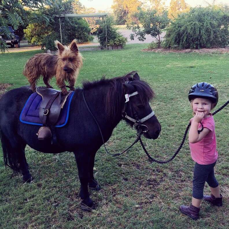 Rusty the Australian terrier rides a horse