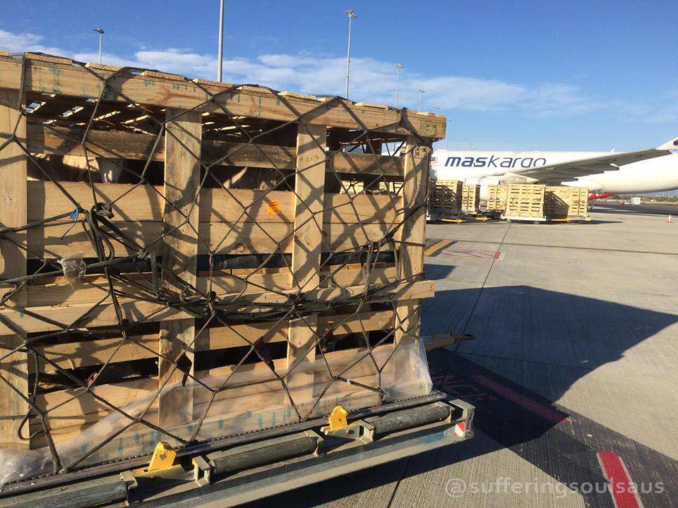 Sheep packed into cargo crates at Australian airport