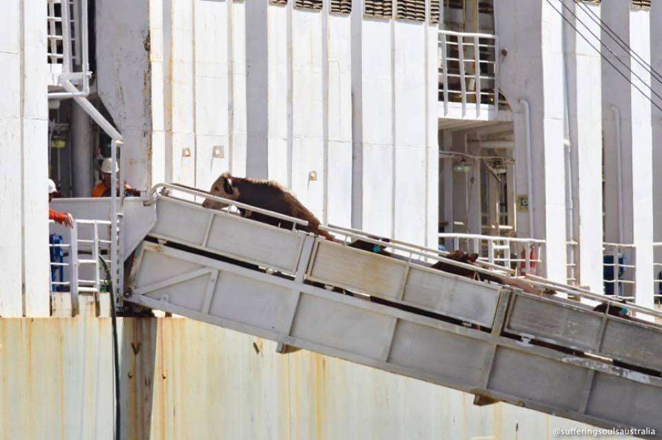 Cows being loaded onto an export ship in Australia