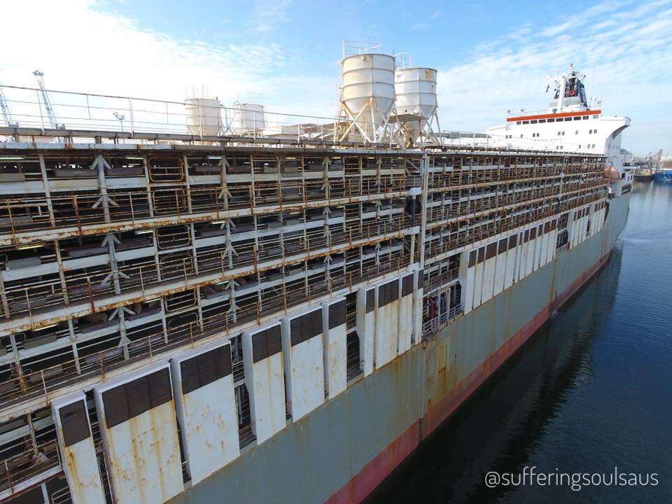 Live export ship docked in Australia