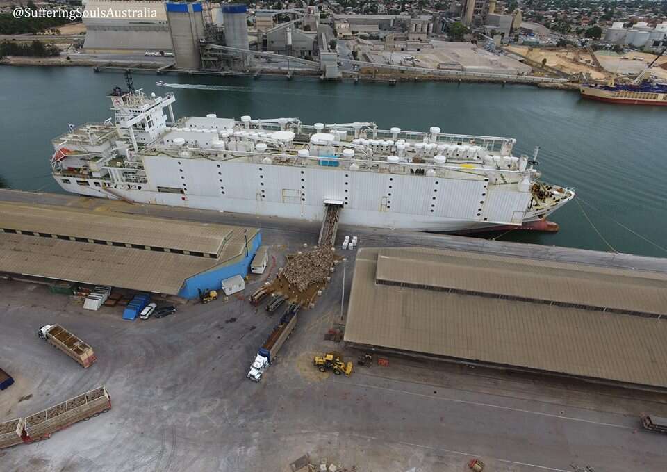 Farm animals being loaded onto live export ship