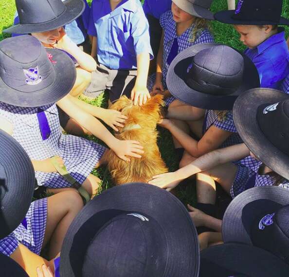 Rusty the dog getting pets and meeting fans