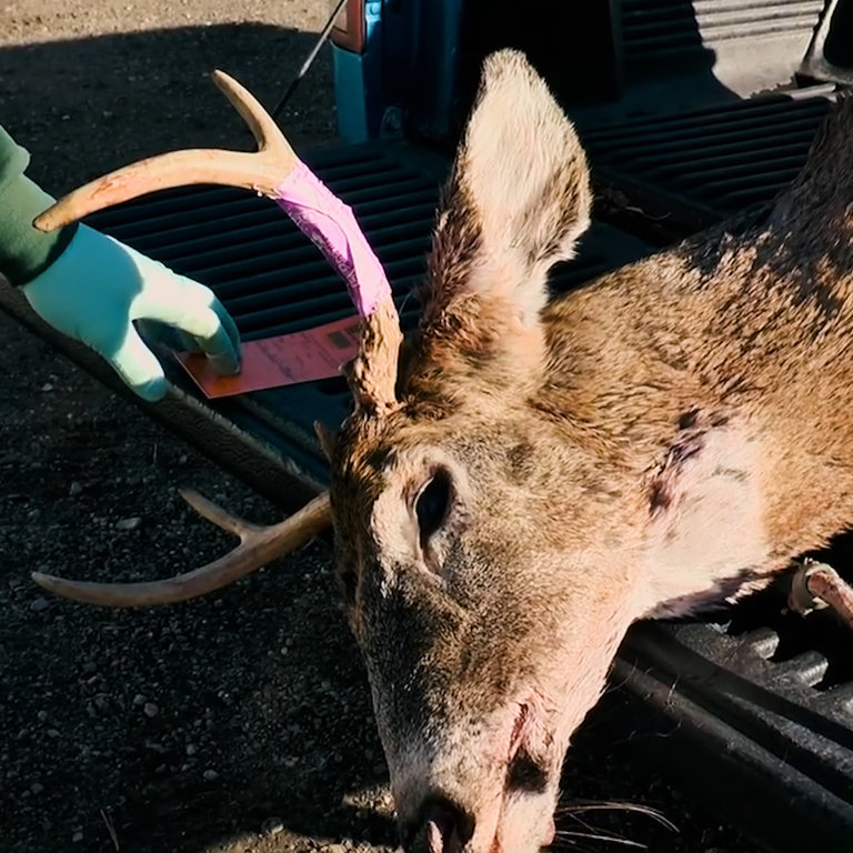 Scientist Are Worried Zombie Deer Disease Could Spread To Humans - NowThis