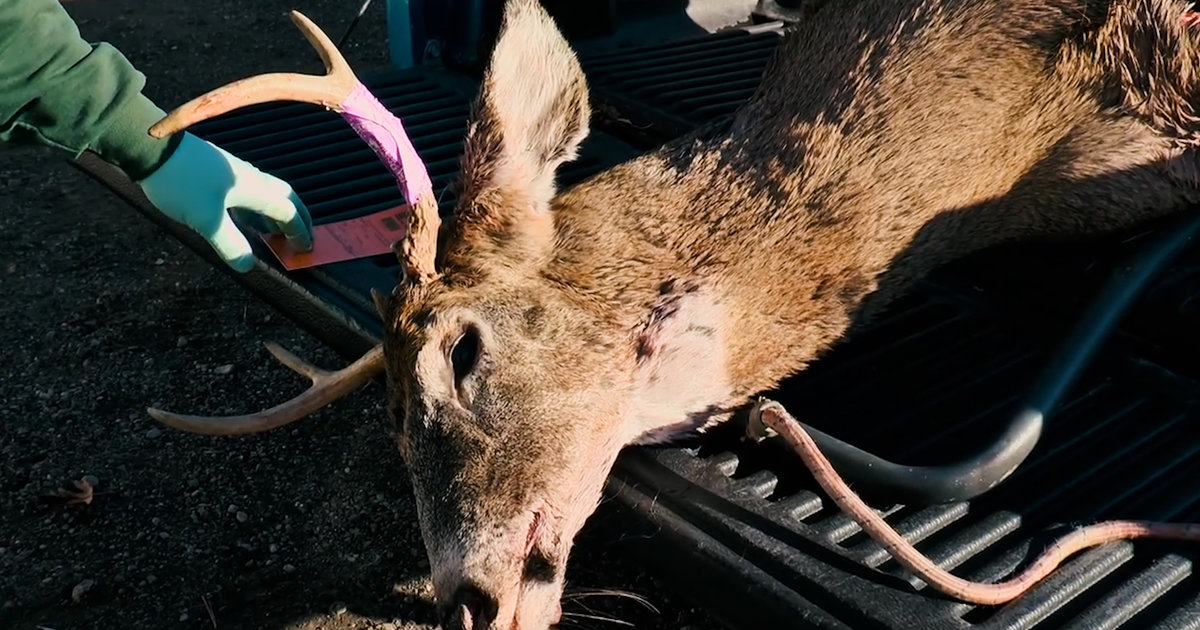 Scientist Are Worried Zombie Deer Disease Could Spread To