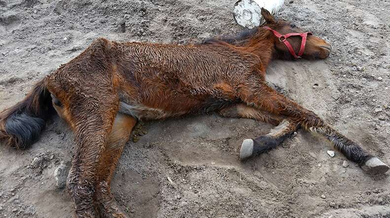 pony rescue florida