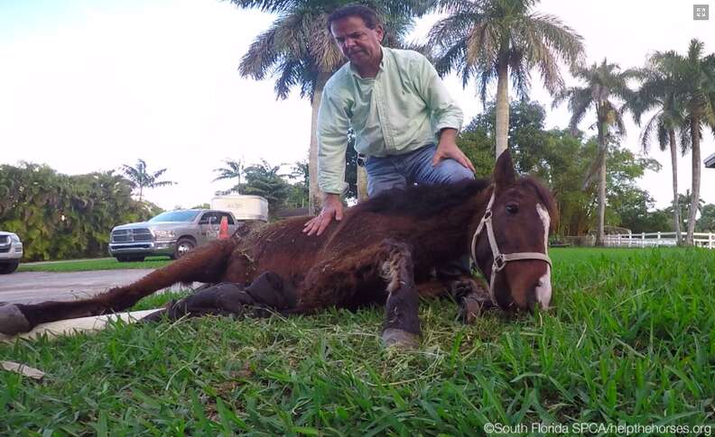 rescue pony florida
