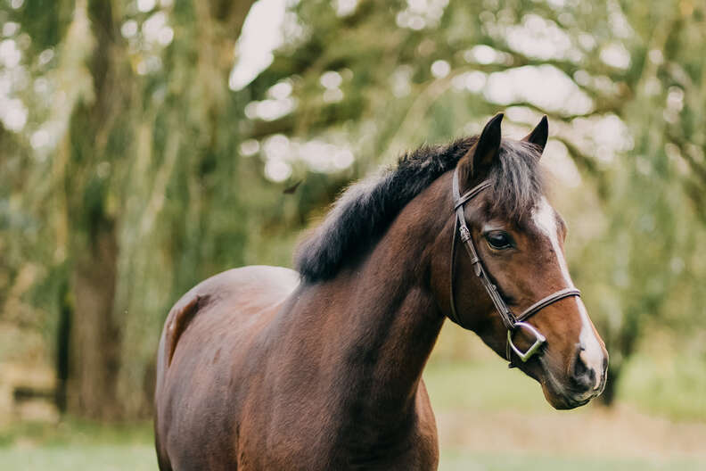 Pony Saved From Cruelty Becomes Horse Jumping Superstar - The Dodo