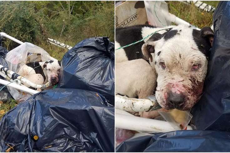 pit bull dog abandoned dumpster philadelphia