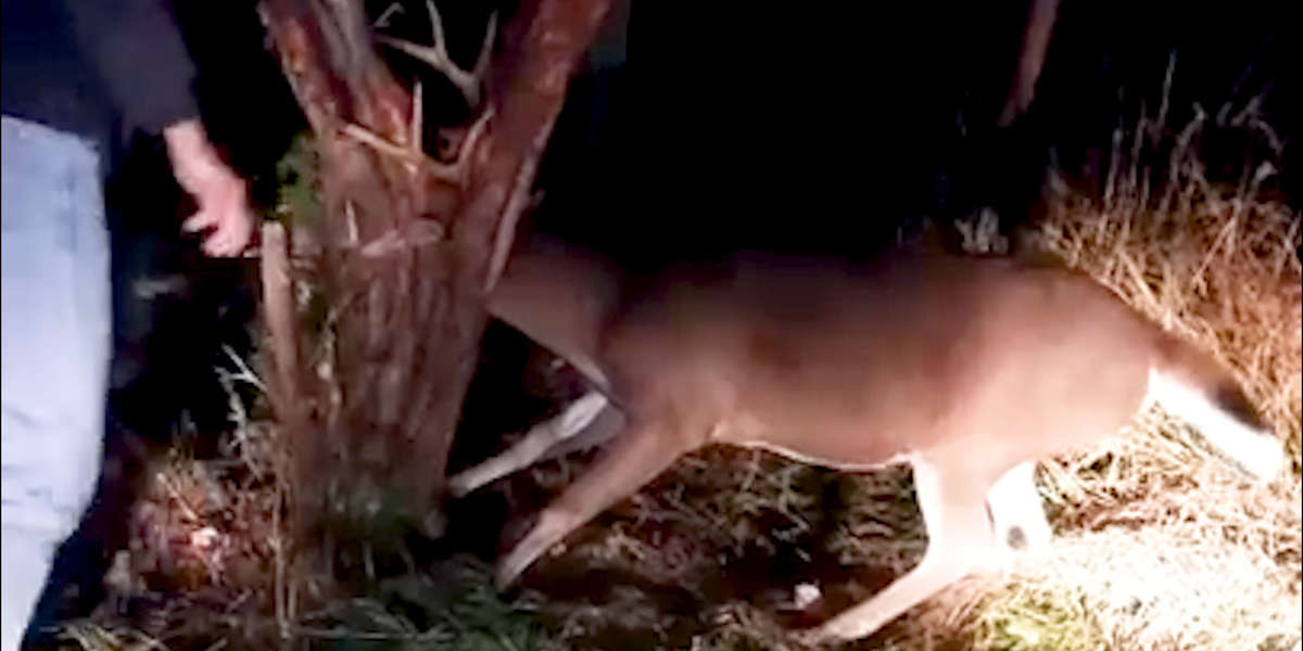 Guys Use Chainsaw To Save Deer Stuck In Tree - Videos - The Dodo