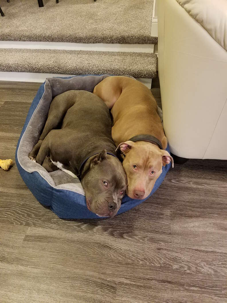 dog brothers get bunk beds