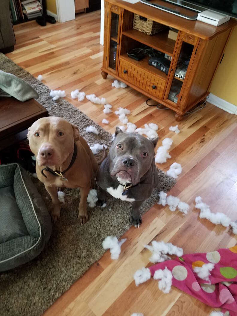 dog brothers get bunk beds