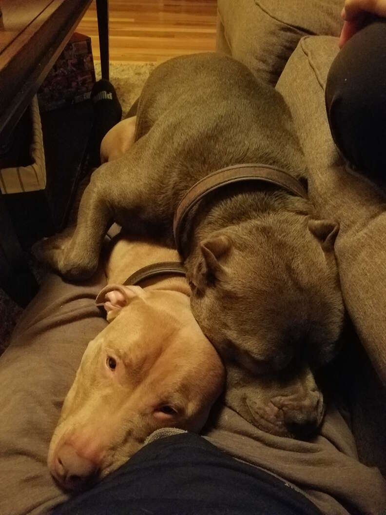 dog brothers get bunk beds