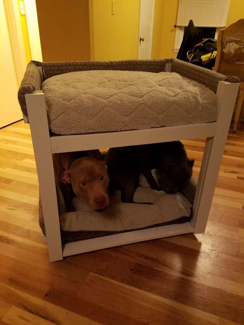 dog brothers get bunk beds