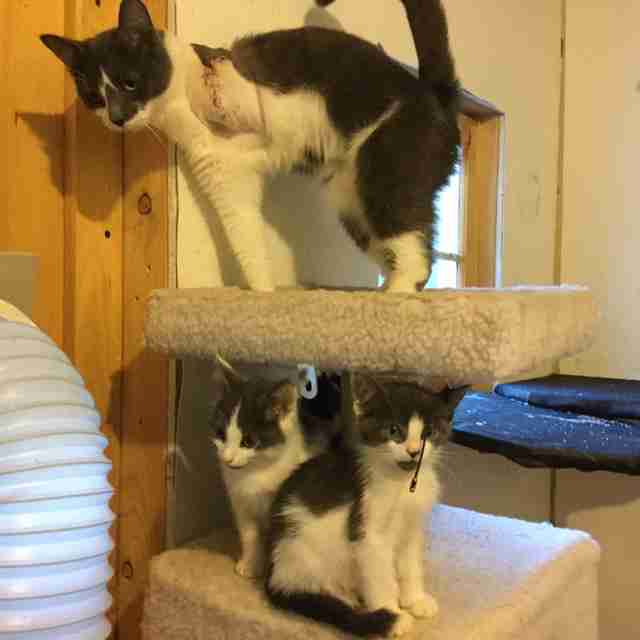 Meet The Long Island Cat Man Who Has Rescued Thousands Meet The Long Island Cat Man Who Has Rescued Thousands