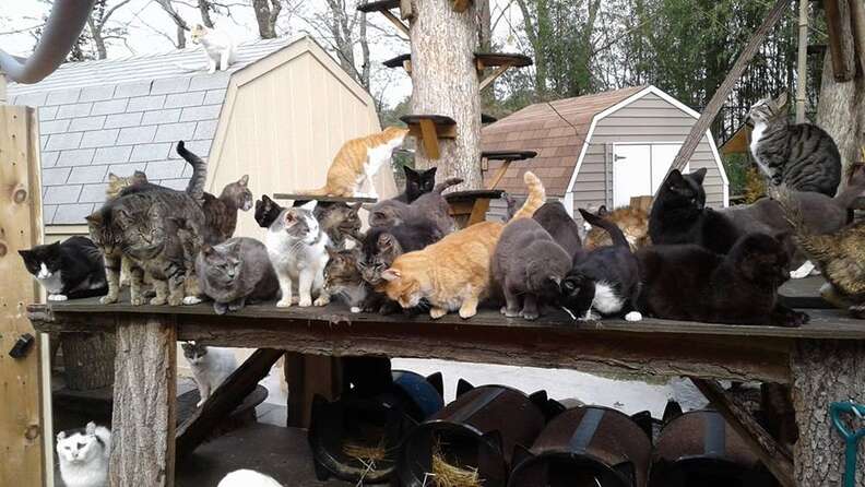 long island new york cat sanctuary