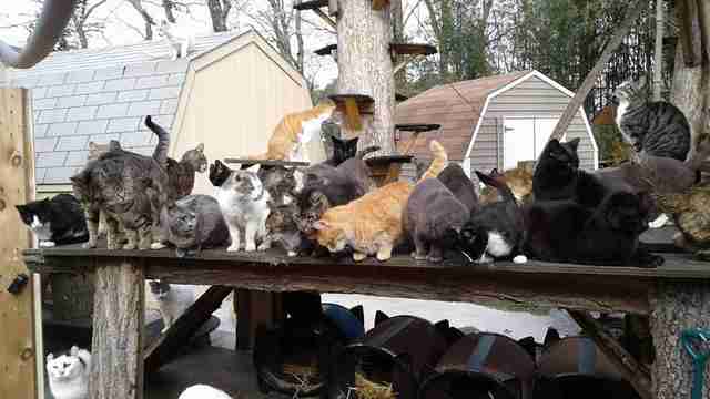 Meet The Long Island Cat Man Who Has Rescued Thousands Meet The Long Island Cat Man Who Has Rescued Thousands