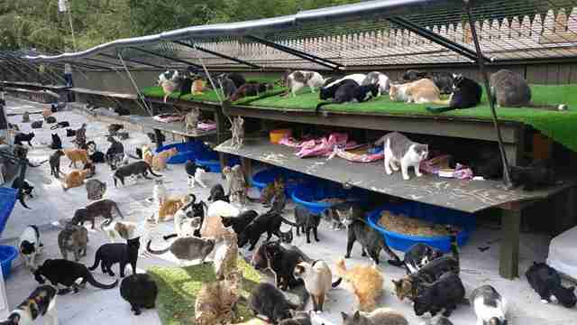 Meet The Long  Island  Cat  Man Who Has Rescued Thousands 