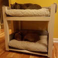 Dog Brothers Get Bunk Beds So They Can Always Sleep Together