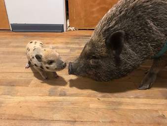 Potbellied pig touching noses with tiny piglet