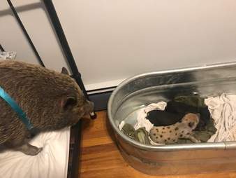 Big pig looking after baby piglets