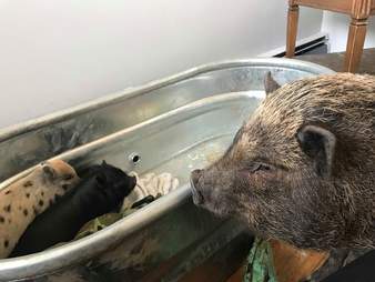 Big potbellied pig gazing at tiny piglets