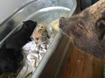 Potbellied pig looking after piglets