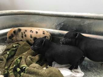 Rescued piglets inside trough