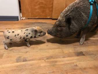 Potbellied pig touching noses with tiny piglet