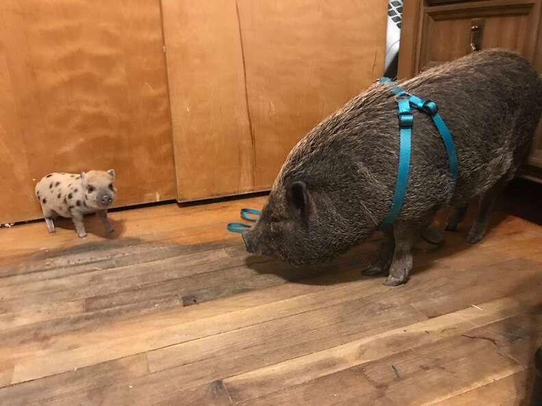 Tiny piglet standing in front of larger pig