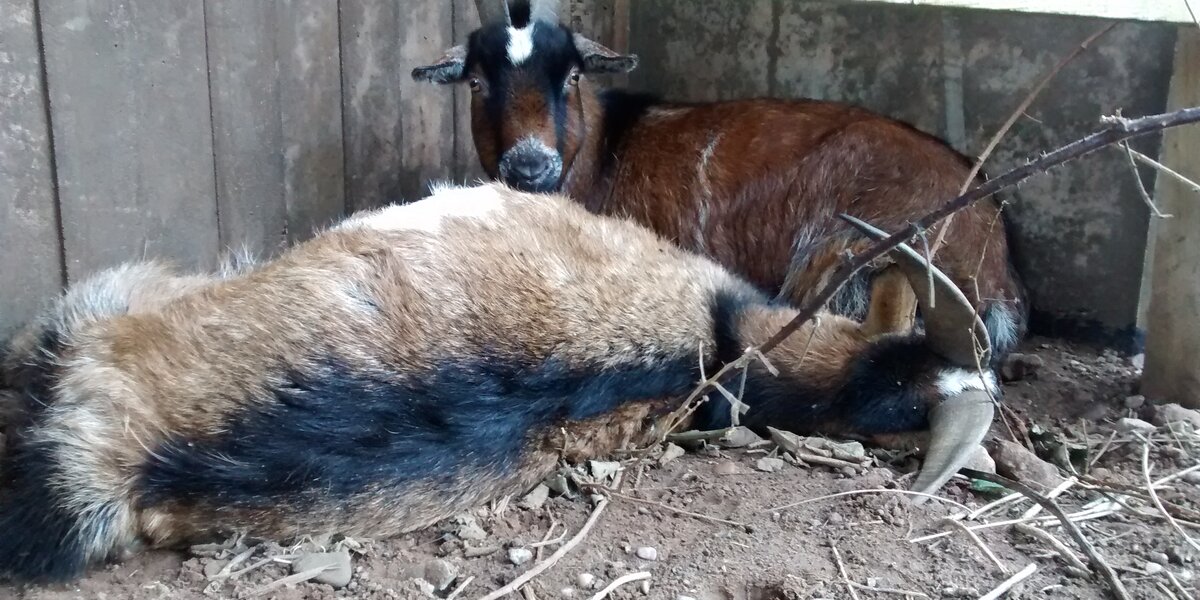 Goat Refuses To Leave His Dead Best Friend's Side - The Dodo