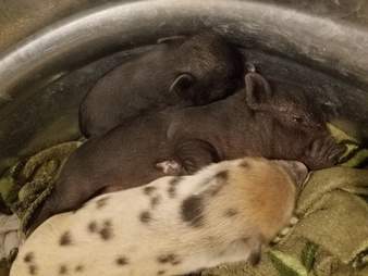 Baby piglets snuggled up and sleeping together