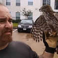 Hawk Hitches A Ride To Shelter During Hurricane 