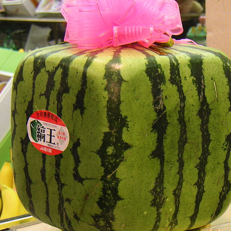 List 98+ Wallpaper Why Are Melons So Expensive In Japan Latest 10/2023