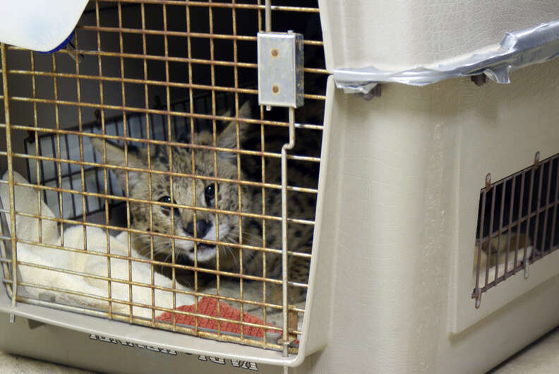 Pet serval dumped on doorstep in dog crate