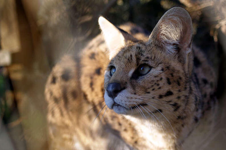 Rescued serval cat