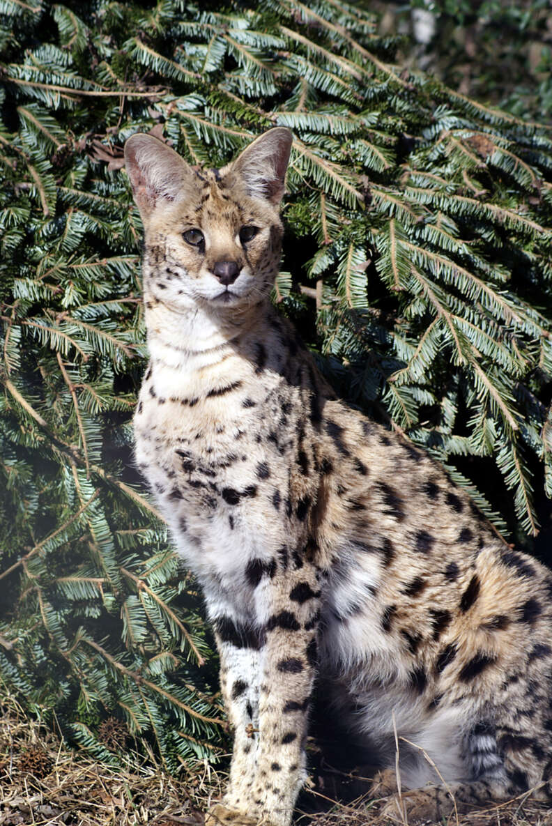 Rescued serval at sanctuary