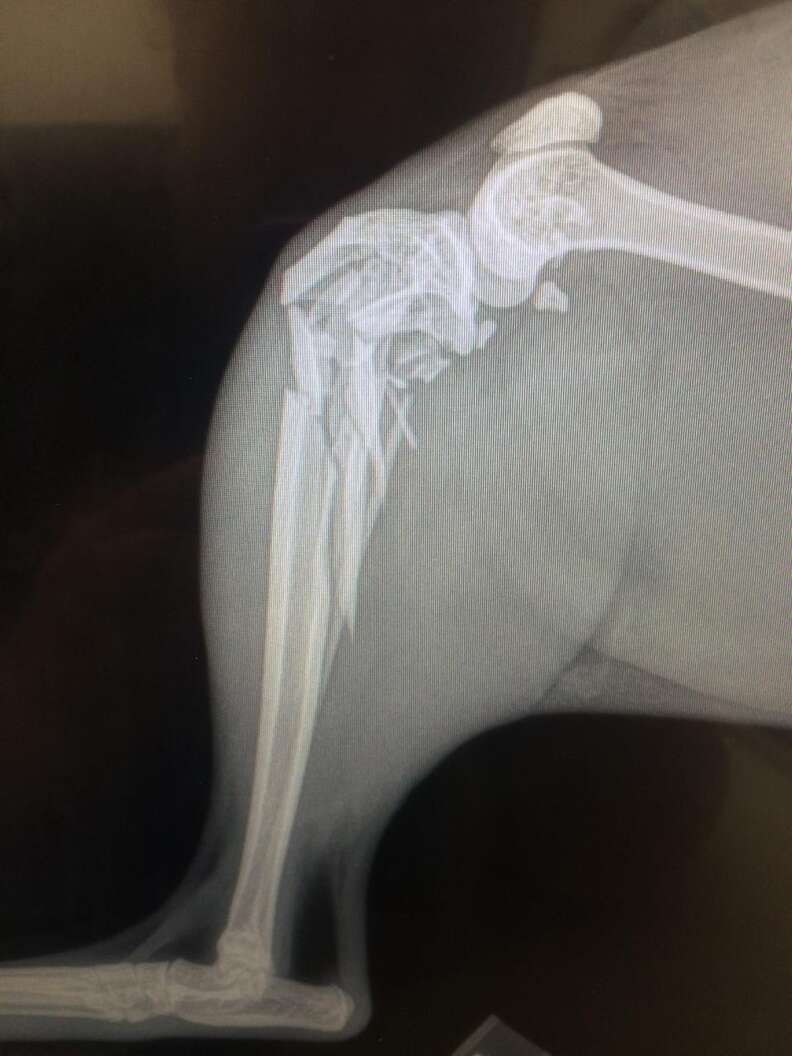 X-ray of rescued pet serval's leg