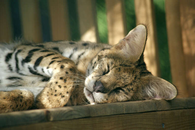 Serval saved from being someone's pet