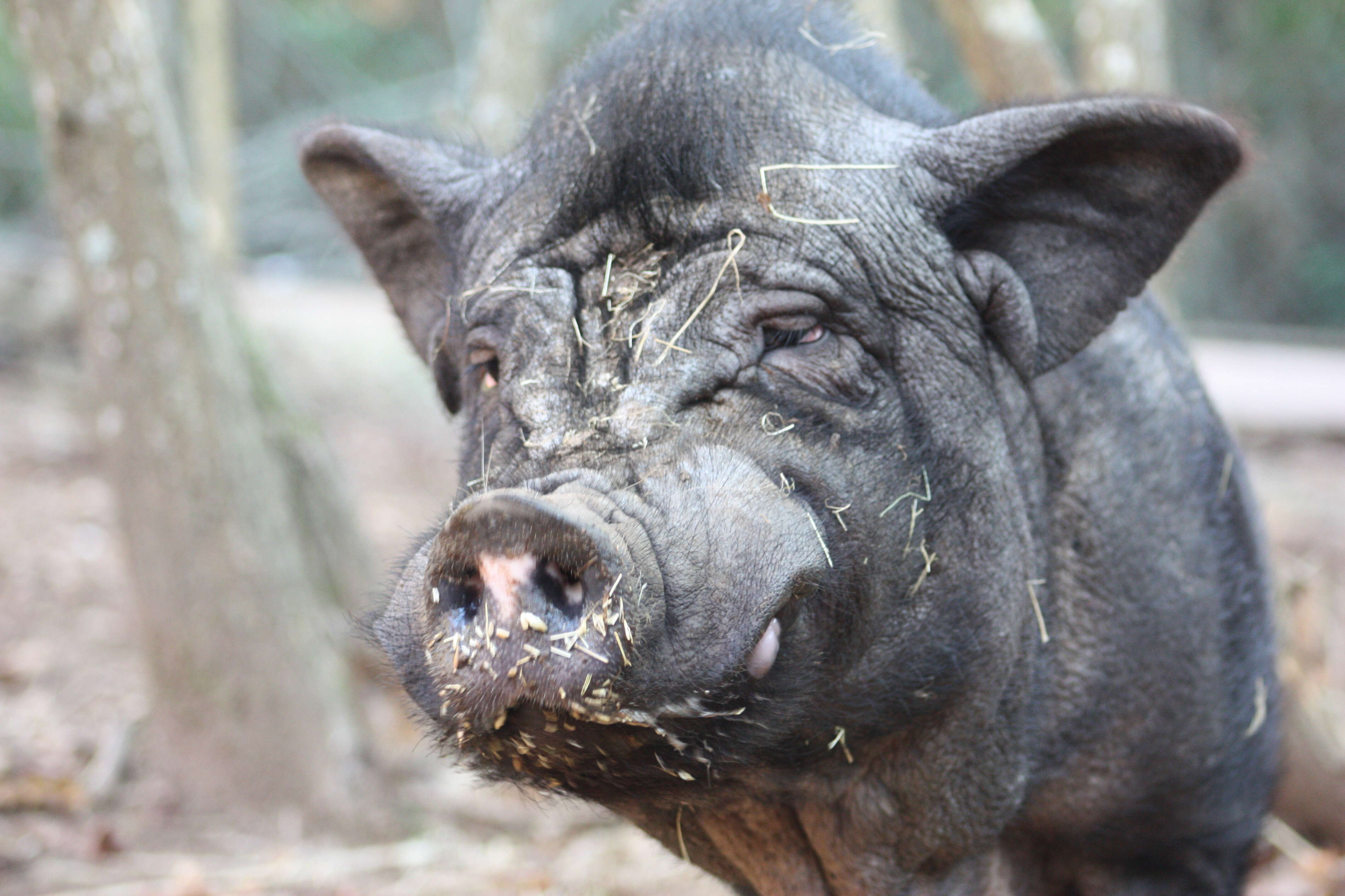 Rescue pig at sanctuary in Spain