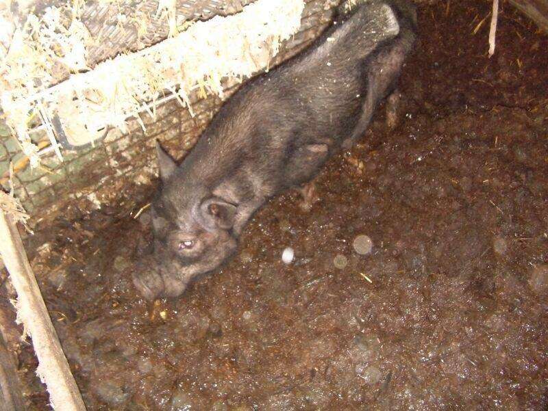 Neglected pig in Spain