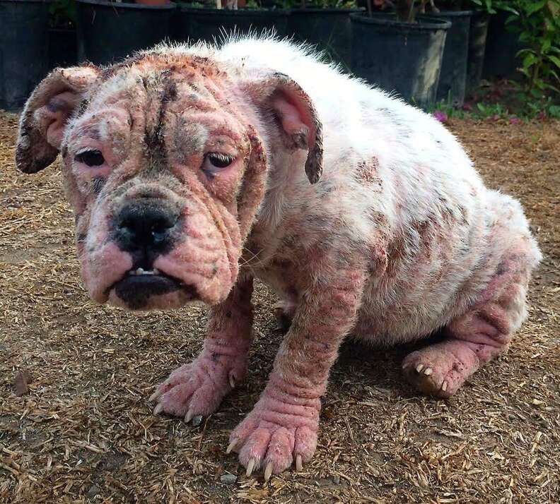 bald bulldog puppy california stray