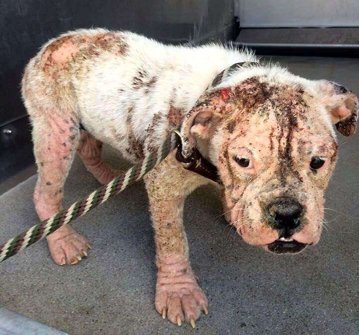 bulldog mange california stray