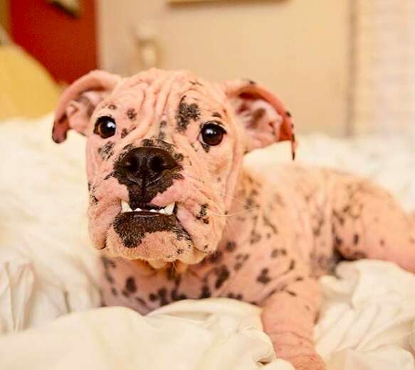 mange bulldog hairless