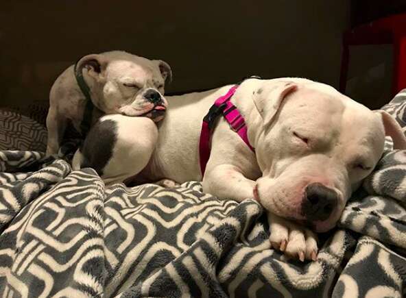 rescue bulldog american staffordshire terrier