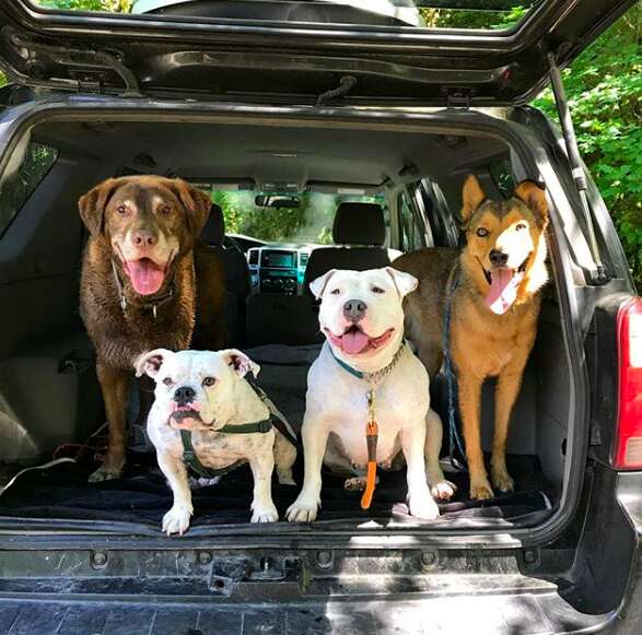 rescue dogs hiking oregon