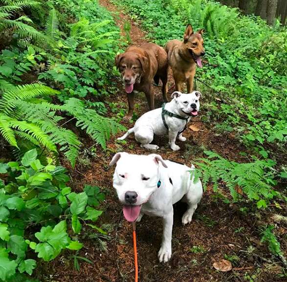 bulldog hiking 