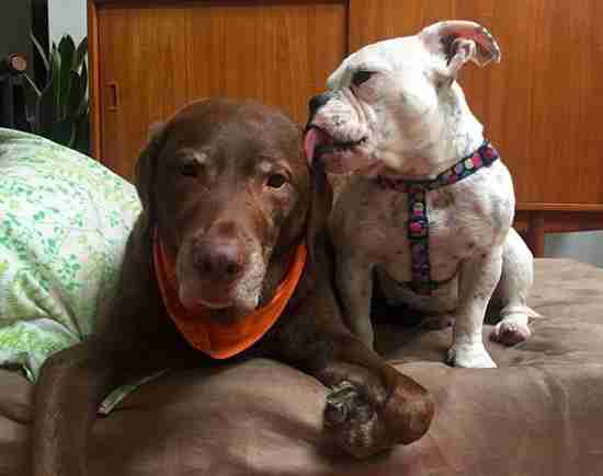 Hairless Bulldog Found On California Streets Looks So Different Now - The Dodo Hairless Bulldog Found On California Streets Looks So Different Now - The Dodo